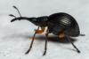 Protapion trifolii